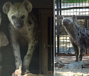 Две пятнистые гиены поселились в новосибирском зоопарке