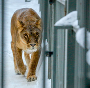 Новосибирский зоопарк с приходом холодов сократил часы работы в будни