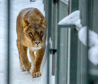 Новосибирский зоопарк с приходом холодов сократил часы работы в будни
