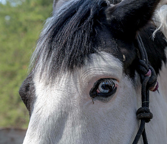 Как лошадей спасают от убоя: репортаж из приюта под Новосибирском