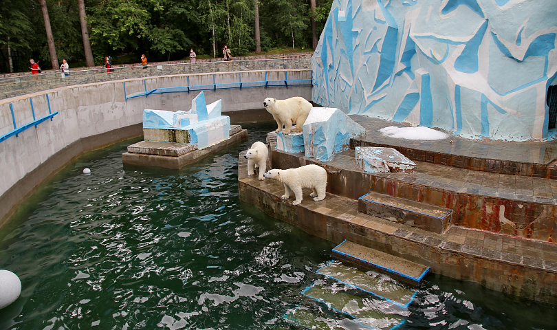 У вольера белого медведя в зоопарке раздадут подарки экоактивистам