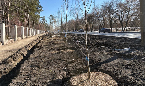 Больше 3000 деревьев и кустарников высадили в Первомайке за сезон