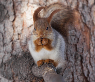 Милые, но опасные: биолог рассказала, как правильно кормить белок в парке