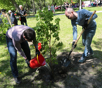 Новосибирцы могут посадить кедры и дубы у школ и в своих дворах