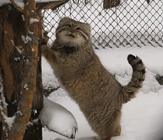 Общительный манул в Новосибирском зоопарке подточил когти на камеру