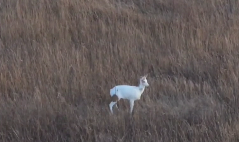 Уникальную косулю-альбиноса заметили в Новосибирской области