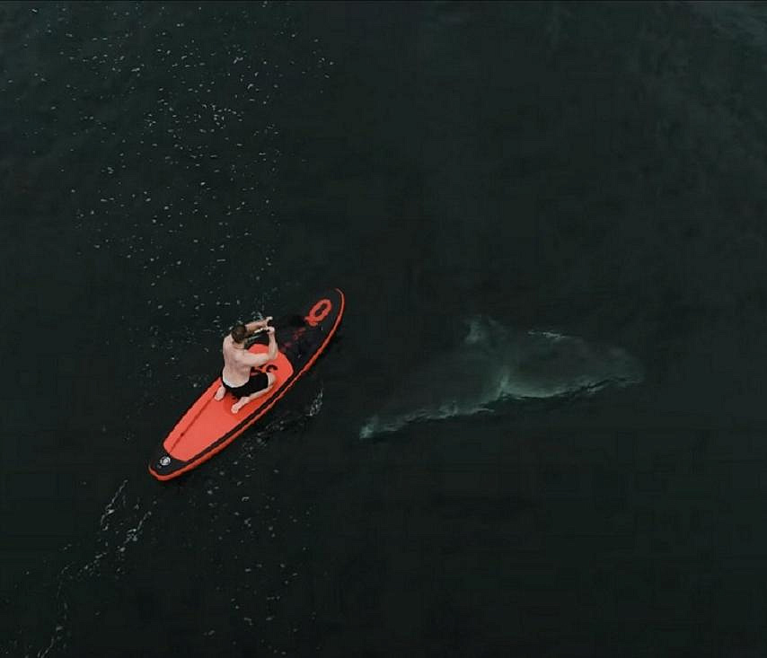 Как люди плавают с китами, показал новосибирский фотограф Вадим Махоров