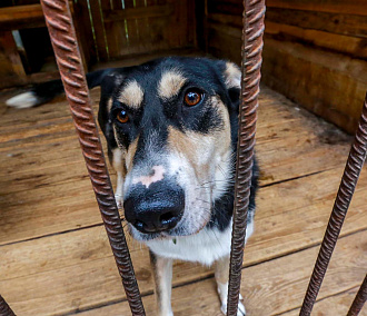 Выставку-раздачу 46 собак из приютов устроили в Новосибирске