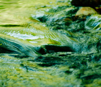 Ярко-зелёную воду в реке Берди объяснили цветущими водорослями