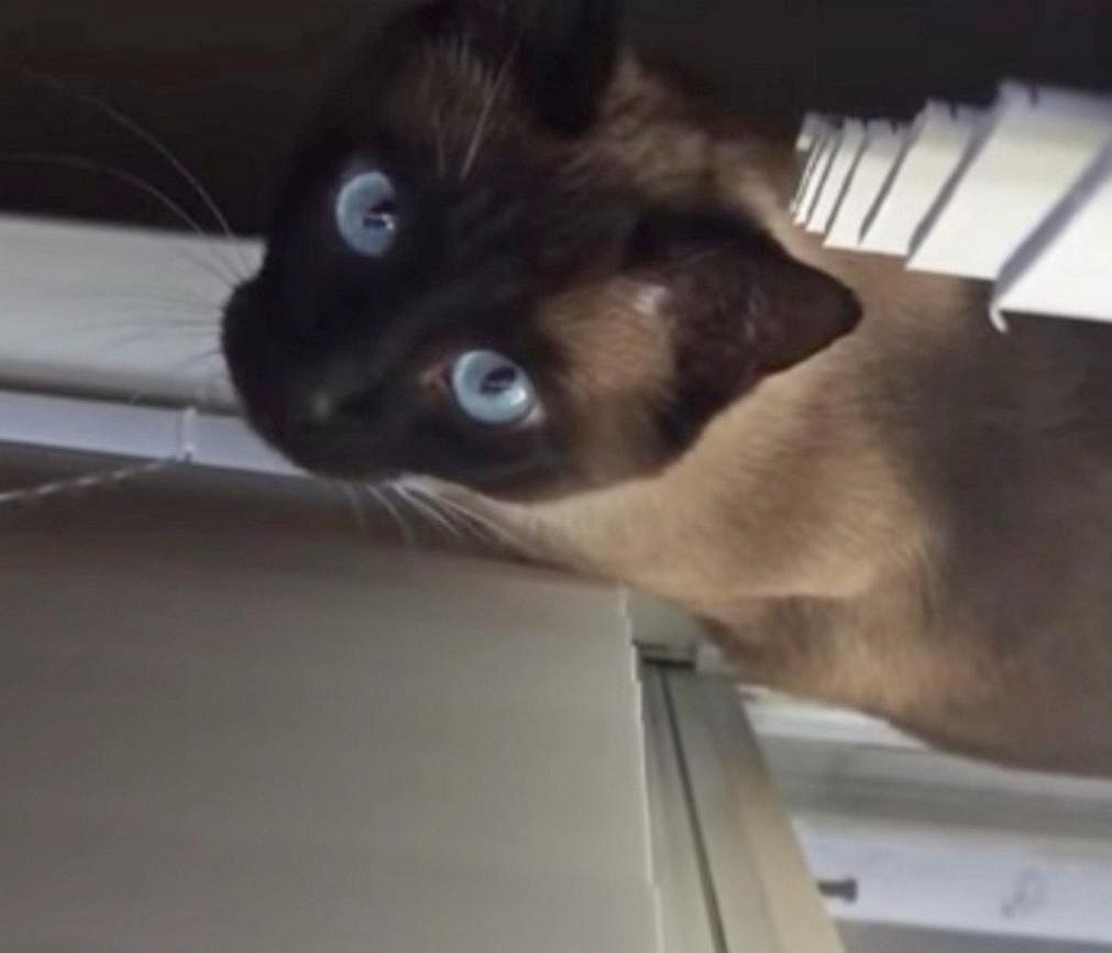 18 голубоглазых кошек спасают новосибирцы из квартиры умершей хозяйки