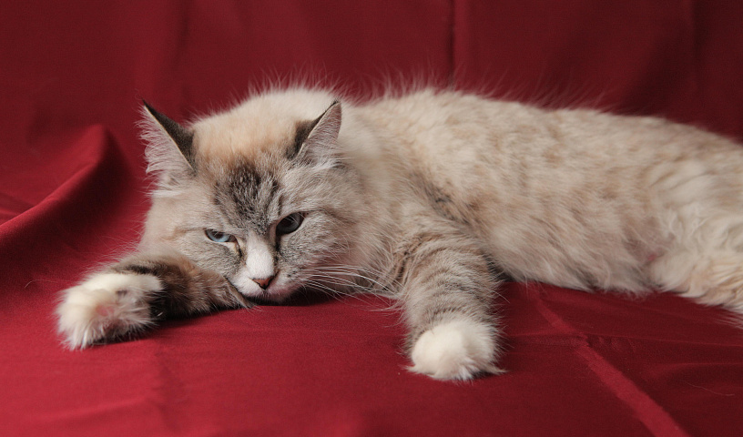 Почему кошек нельзя кормить со стола — рассказал ветврач из Новосибирска