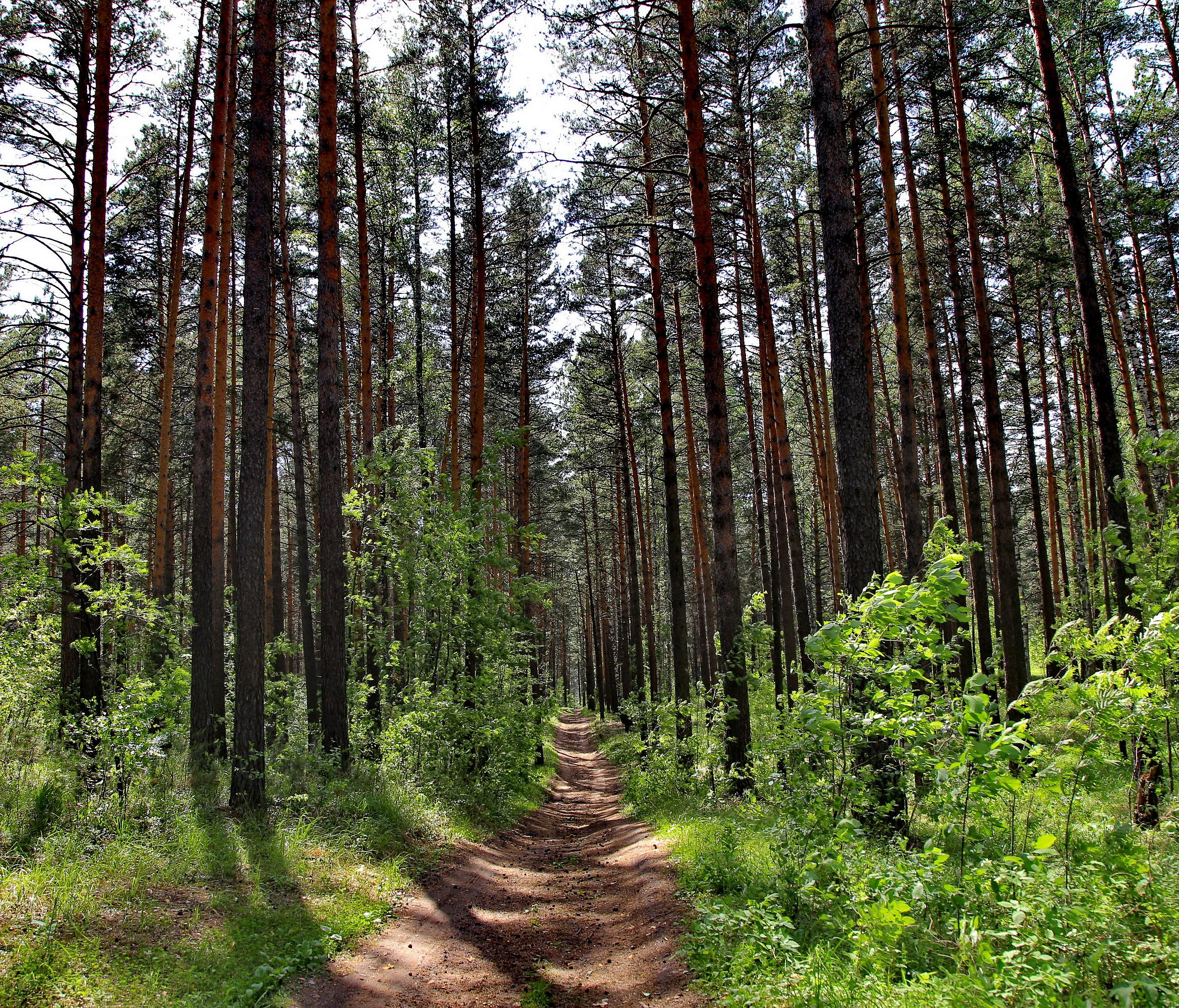 70-летний пенсионер блуждал шесть дней в лесу под Новосибирском