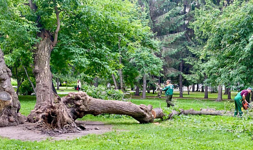 Мэр Кудрявцев: рухнул 90-летний клён Горыныч в Первомайском сквере
