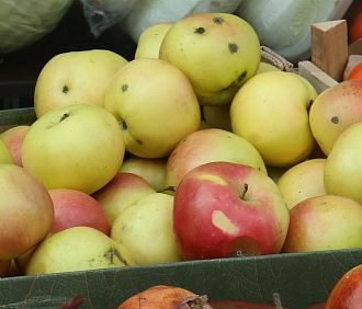 Яблоко от яблони: как выбирать и где хранить