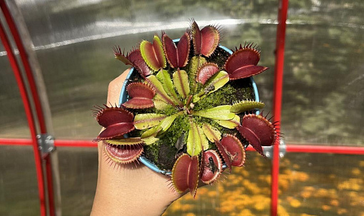 Топ-5 хищных комнатных растений, которые можно вырастить в Сибири