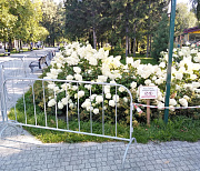 Гортензии в Центральном парке Новосибирска защитили патрулём