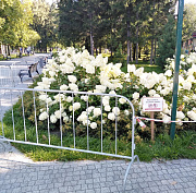 Гортензии в Центральном парке Новосибирска защитили патрулём