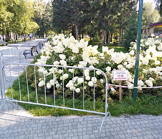 Гортензии в Центральном парке Новосибирска защитили патрулём