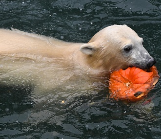 Белые медвежата играют с льдинками в Новосибирском зоопарке
