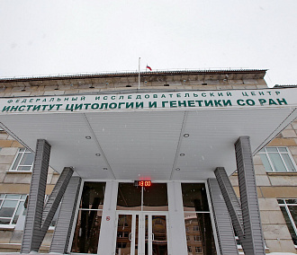 Новое лекарство для лечения болезней ЖКТ создадут в Новосибирске