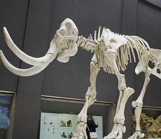 Кости древних носорогов и мамонтов нашли в реке под Новосибирском