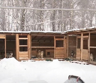 Собачий приют Новосибирска из-за безденежья переводит питомцев на каши