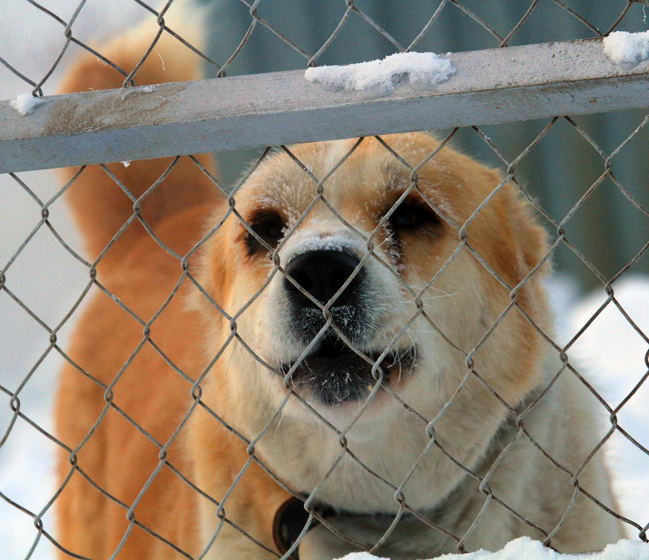 64 новосибирца пожаловались в мэрию на агрессивных бродячих собак