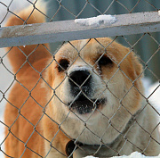 64 новосибирца пожаловались в мэрию на агрессивных бродячих собак