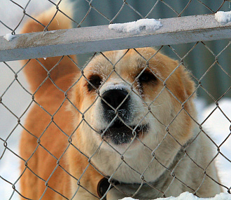 64 новосибирца пожаловались в мэрию на агрессивных бродячих собак