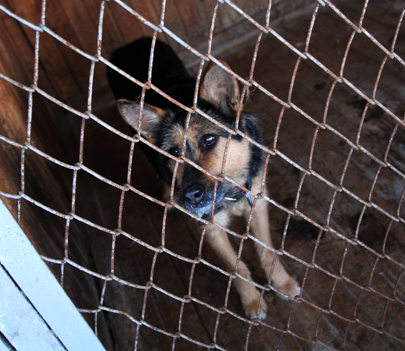 Новосибирские ветеринары спасли Владикавказ от тысяч бездомных собак