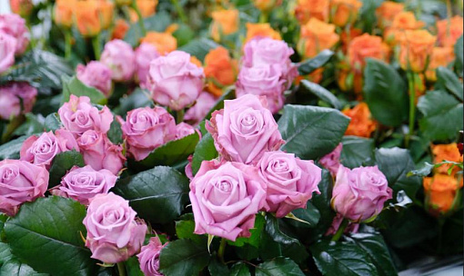 Лососёвые розы выращивают вместо овощей в теплицах под Новосибирском