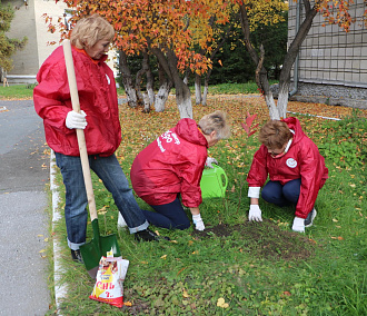 Серебряные волонтёры высадили яблоневую аллею в Новосибирске