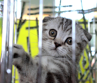 45 кошек вывезли за рубеж из Новосибирской и Томской областей