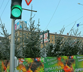 Где купить новогоднюю ёлку в Новосибирске