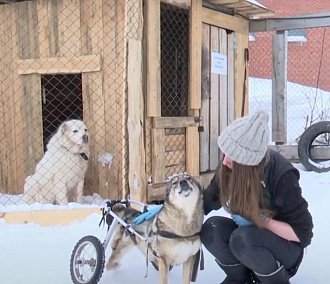 Собачья инклюзия: как живут псы-инвалиды в новосибирском приюте