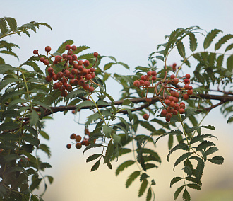 Ещё 367 хвойных и лиственных деревьев купит новосибирский Горзеленхоз
