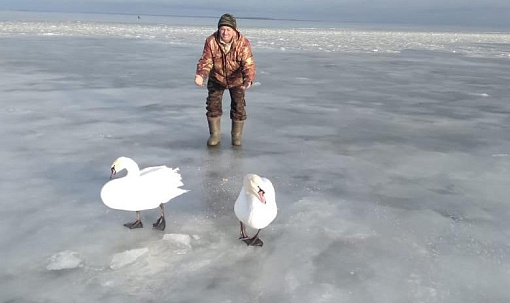 Отказавшихся улетать из-под Новосибирска лебедей обследуют ветеринары