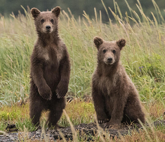 Медведи на два часа остановили движение поездов в Новосибирской области