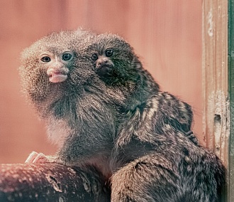 Обезьянки размером с мышей дали потомство в Новосибирском зоопарке