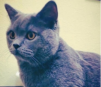 «Пассивно курящего» котика спасают от астмы ветеринары в Новосибирске