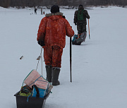 В Новосибирской области из ледового плена спасли более 300 косуль
