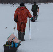 В Новосибирской области из ледового плена спасли более 300 косуль