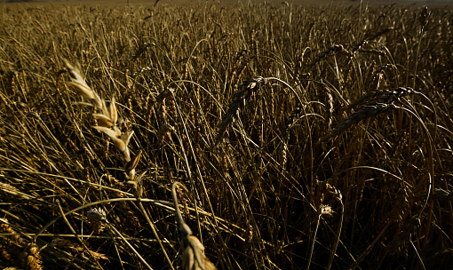 Вредная черепашка поедает пшеницу в полях под Новосибирском