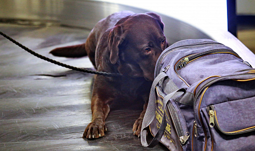Таможенная собака нашла 28 000 долларов на рейсе Новосибирск-Ташкент