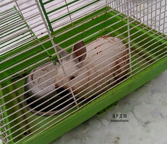 Трёхмесячного крольчонка бросили умирать на морозе в Новосибирске