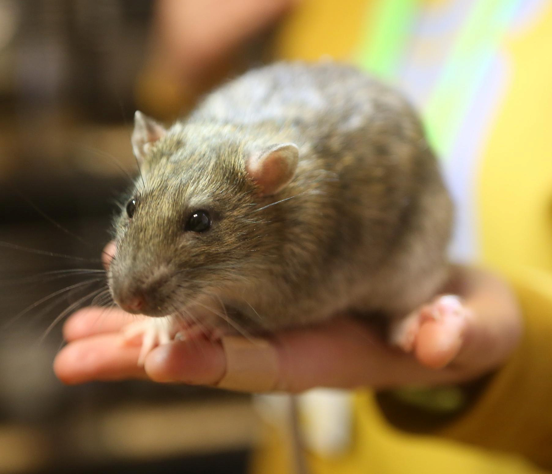 Юннаты выявили ДНК банана и изучили крыс с учёными ИЦиГ СО РАН