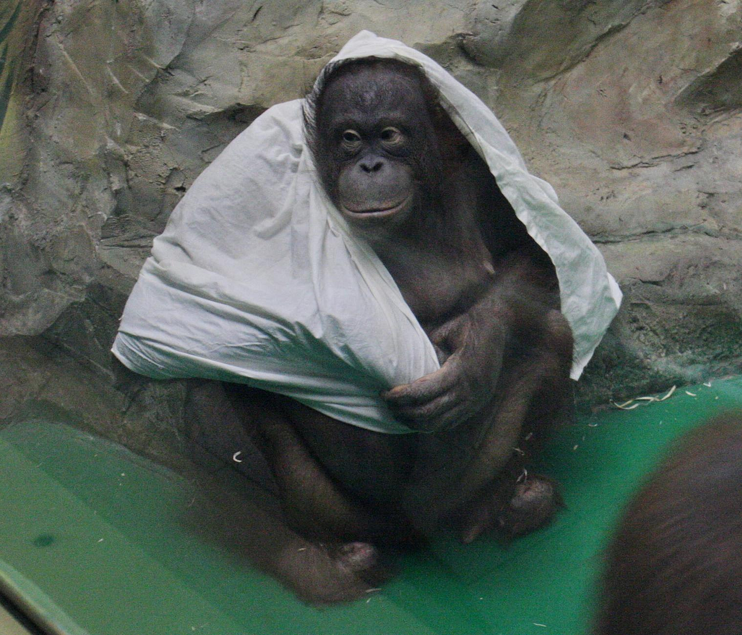 Сбор ёлок, простыней и полотенец объявили в Новосибирском зоопарке