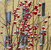 На температурных качелях покачает погода новосибирцев в выходные