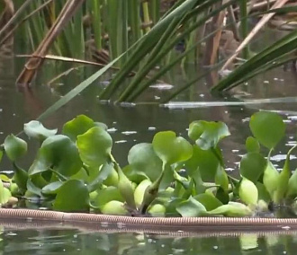 Гиацинты помогут очистить воду в пруду с утками в Академгородке