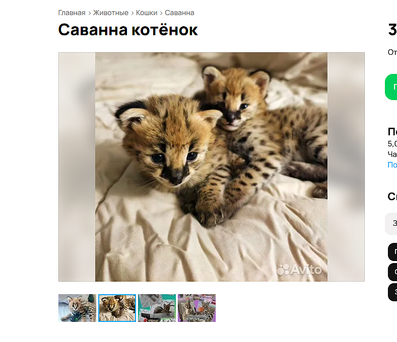 Милых пятнистых котят породы саванна продают за 300 тысяч в Новосибирске